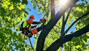 Tree Removal