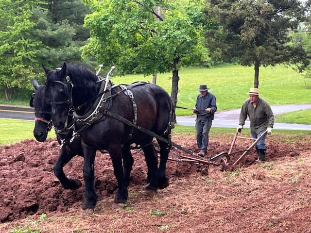 This Weekend:  Skippack Historical Society Hosts Draft Horse Farming Demonstration